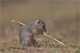 <p>SYSEL OBECNÝ (Spermophilus citellus) --- /European ground squirrel - Europäisches Ziesel/</p>